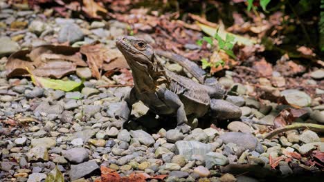 A-young-Black-Iguana-finds-it's-way-to-the-pathway-along-the-rainforest-on-Parque-Nacional-Manuel-Antonio-in-western-Costa-Rica