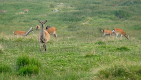 Wild-doe-female-deer-in-the-Wicklow-National-Park