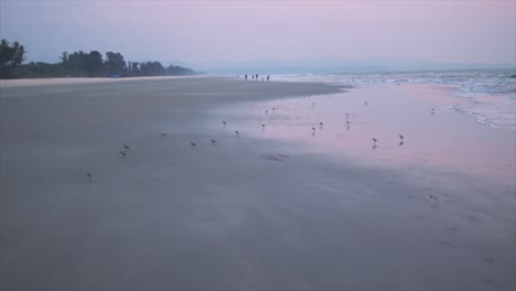 -Beach-full-of-seagulls-at-sunset