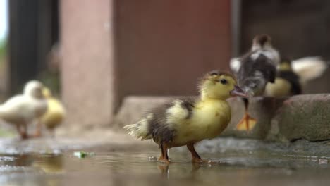 Some-ducklings-playing-in-a-water-puddle-out-of-doors