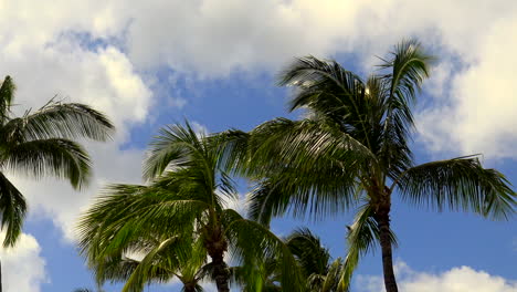 Cielo-Azul-Hawaiano,-Nubes,-Hermosas-Palmeras,-ángulo-Bajo,-Estático,-4k