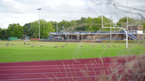 Empty-rugby-and-football-pitch-at-sunset,-in-an-abandoned-stadium-invaded-by-wildlife,-ducks-and-geese,-emptiness-scene