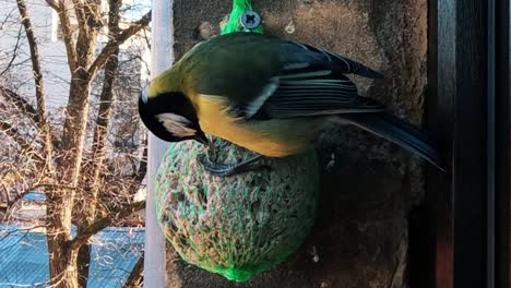 Great-Tit-Parus-Major-Feeds-on-Fat-Ball