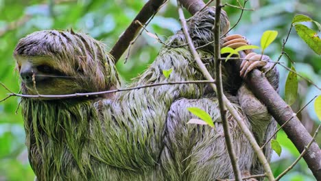 Two-fingered-sloth-looks-for-a-mate-in-a-eucalyptus-tree-in-Parque-Nacional-Manuel-Antonio-in-western-Costa-Rica