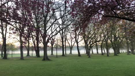 Ein-Nebliger-Morgen-Mit-Kirschblüten-|-Edinburgh,-Schottland-|-HD-Mit-24fps