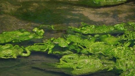 Wasser-Fließt-Auf-Einer-Mit-Algen-Gefüllten-Abflussrinne
