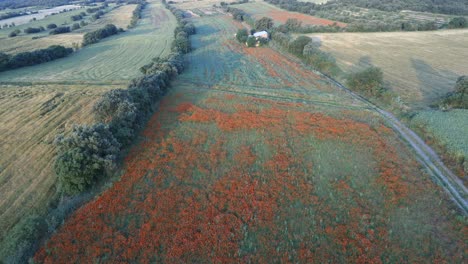 aerial-view-of-a-blossom-field