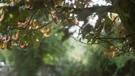 Tilt-up-shot-showing-autumn-leaves-blowing-in-light-wind-on-tree-in-morning-light,-backlit-translucent