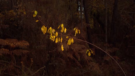 Einzelner-Zweig-Goldener-Blätter,-Der-Sich-Vor-Dem-Dunklen-Waldhintergrund-Abhebt