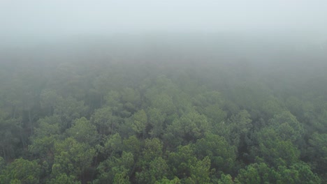 Niebla-Sobre-El-Exuberante-Bosque-Verde.-Aéreo