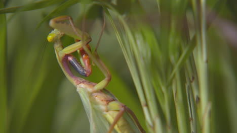 A-praying-mantis-sitting-on-vibrant-green-foliage-and-cleaning-itself