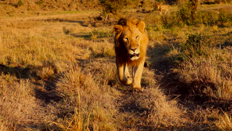 Männlicher-Löwe,-Der-In-Masai-Mara,-Kenia,-Gegen-Sonnenlicht-Auf-Die-Kamera-Zugeht