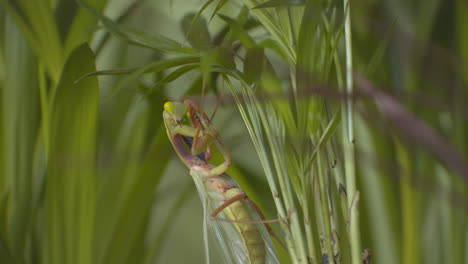 Praying-Mantis-Perching-On-Green-Foliage-While-Grooming-Itself