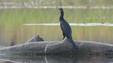 Cormorant---relaxing-in-pond-area-