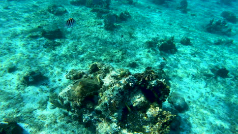 Ein-Riesiger-Unterwasserfelsen-Für-Fische-Im-Blauen-Tropischen-Ozean-Bunte-Unterwasserseelandschaft-Mit-Fischen,-Die-Sich-Bewegende-Riffkorallenszene-|-Türkis-Unter-Wasser-Mit-Freiem-Blick-Auf-Das-Korallenriff-Im-Karibischen-Meer