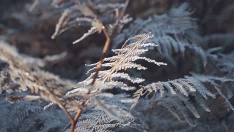 Sunlight-falling-across-frosted-fern-leaves-on-a-chilly-morning-in-the-forest