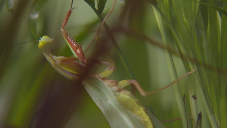 A-praying-mantis-on-a-blade-of-grass-turns-its-head