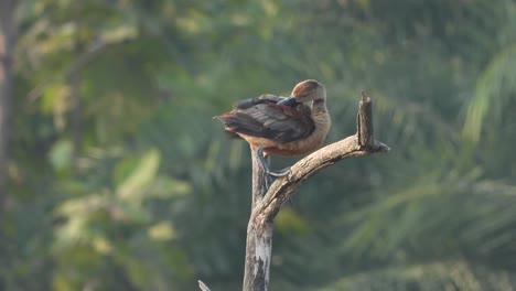 Whistling-duck-in-tree---relaxing--fathers
