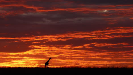 Silhouette-Giraffe-Walking-In-Maasai-Mara-Game-Reserve-At-Sunrise-In-Narok,-Kenya