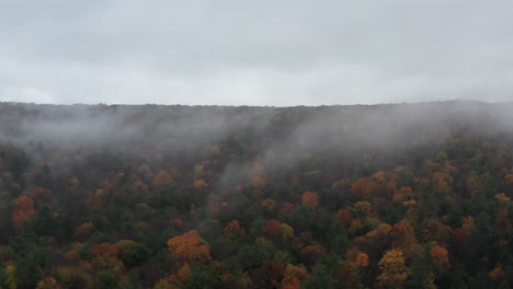 Birds-flying-from-foggy-autumn-tree-tops