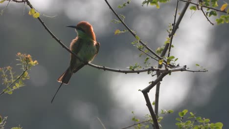 Bee--Eater-in-pond-area---relaxing-