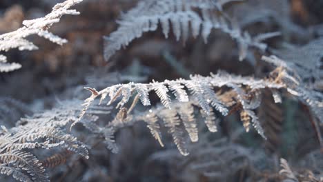 Slow-motioned-footage-of-a-frozen-fern-leaves