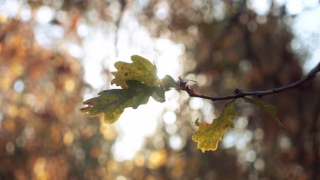 The-leaves-of-an-oak-tree-in-autumn,-in-the-morning-light,-close-up,-slow-motion
