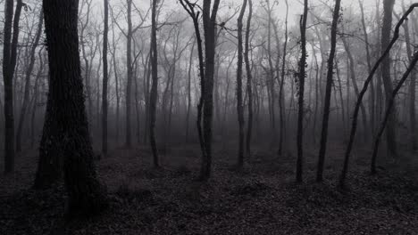 Scary-misty-forest-with-bare-trees-and-fallen-leaves