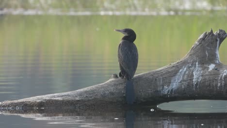 Cormorant-in-pond-area---relaxing-