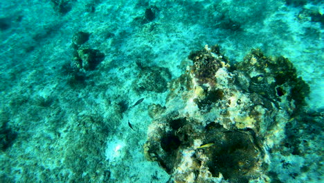Fische-Im-Blauen-Tropischen-Ozean-Bunte-Unterwasserseelandschaft-Mit-Fischen,-Die-Riffkorallenszene-Bewegen-|-Türkis-Unter-Wasser-Mit-Freiem-Blick-Auf-Das-Korallenriff-Im-Karibischen-Meer