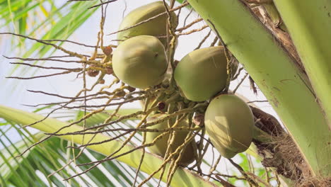 Closeup-view-of-coconuts-hanging-in-palm-tree-at-golden-Sunset-in-tropical-rain-forest