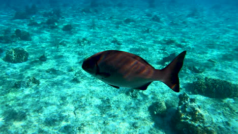 Folgende-Schnapper-Fischen-Unter-Wasser-Im-Karibischen-Meer-Vdie-Hintergrund-|-Türkis-Unter-Wasser-Mit-Freiem-Blick-Auf-Das-Korallenriff-In-Der-Karibik-Schnorchel-Abenteuertour