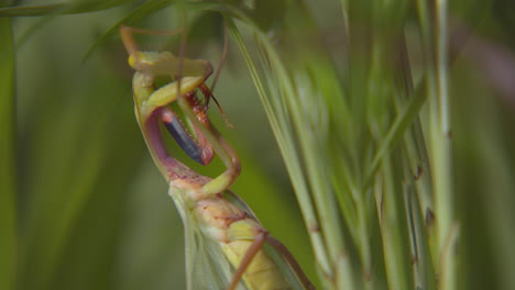 Close-Up-of-Praying-Mantis-Eating-Leaves-Of-Plant