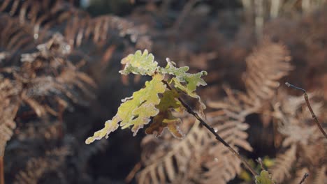 Oaktree-leaves-with-fern-plant-in-background-on-cold-autumn-day,-camera-motion-shot