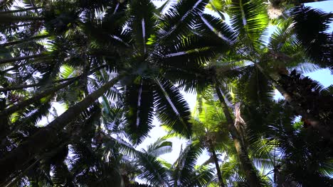 Canopy-of-Palm-Trees,-Hawaii