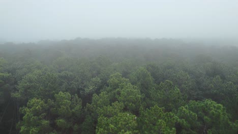 Flying-Above-Dense-Mountain-Forest-With-Lush-Green-Trees-In-Fog
