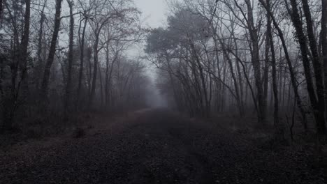 A-cold-misty-footpath-in-the-woods-with-a-cold-and-spooky-feeling