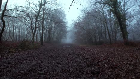 A-spooky-forest-with-fallen-leaves-and-mist,-dolly-forward-low-to-the-ground