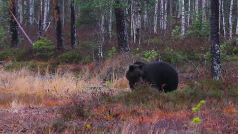 Big-Brown-Bear-Eating-In-Dense-Forest-Woods-Of-Finland-During-Daytime