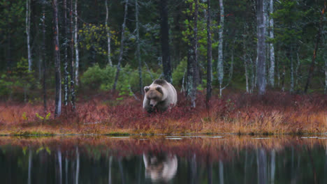Blonde-Brown-Bear-Feeding-Near-Lakeshore-In-Wilderness-Of-Finland