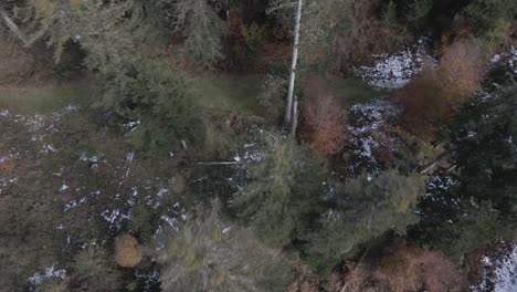 Luftaufnahme-Aus-Einem-Wald