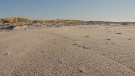 Sandstrand-Und-Kleine-Dünen-Mit-Küstenpflanzen-An-Sonnigen-Tagen,-Dolly-Nach-Vorne
