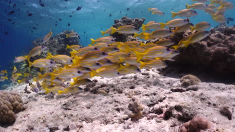 School-of-Common-bluestripe-snappers-swimming-around-a-rocky-seabed