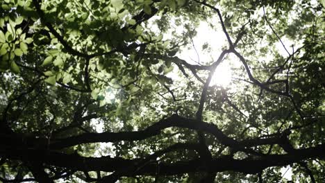 Sun-shines-through-trees-as-camera-moves-forward-through-forest