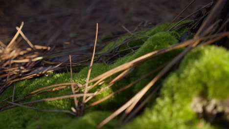 Green-mossy-forest-floor-with-fallen-spikes-from-conifer-tree,-dolly-backward