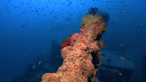 The-broken-shipwrec-Rosalie-Moeller-mast-k-is-covered-in-colourful-corals