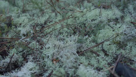 Light-white-color-mossy-forest-floor,-macro-close-up-dolly-backward-shot