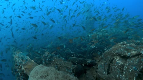 Thousands-of-small-fish-swim-over-the-Turkia-shipwreck-containing-thousands-of-used-car-tires-in-the-Red-Sea,-Egypt