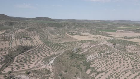 Luftaufnahmen-Von-Olivenbäumen