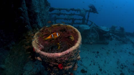 Two-Clown-Fish-live-in-their-anenome-in-a-barrel-or-tube-on-the-Rosalie-Moeller-shipwreck,-Red-Sea,-Egypt